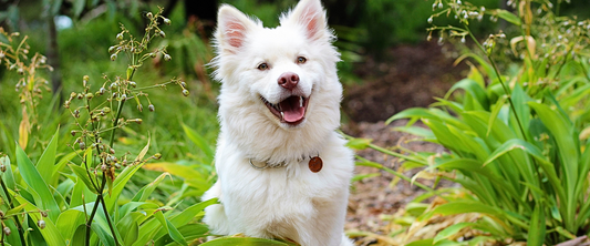 5 signes que la nourriture actuelle ne convient pas à votre chien