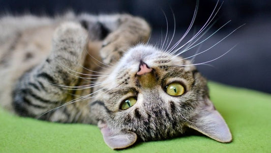 le grignotage chez le chat