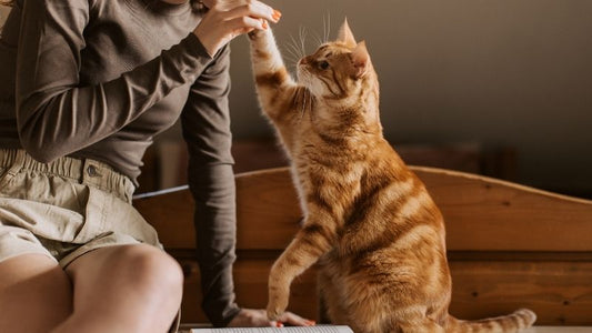 Chat - calculs urinaires