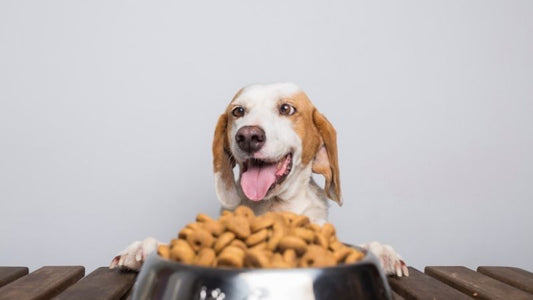 Aliment chien - varier les protéines