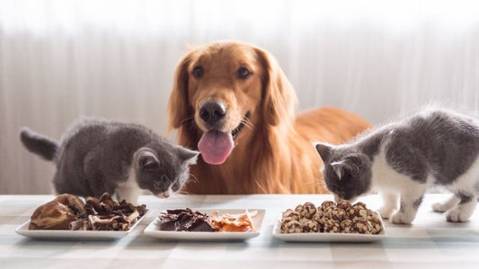 Aliment sans arômes chien chat