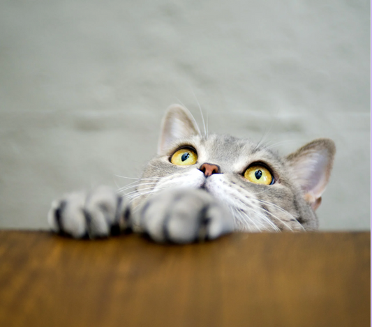 Peut-on donner des restes à son chat ?