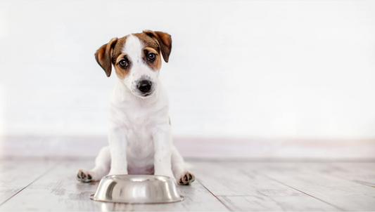 Faut-il changer de croquettes de temps en temps pour son chien ?