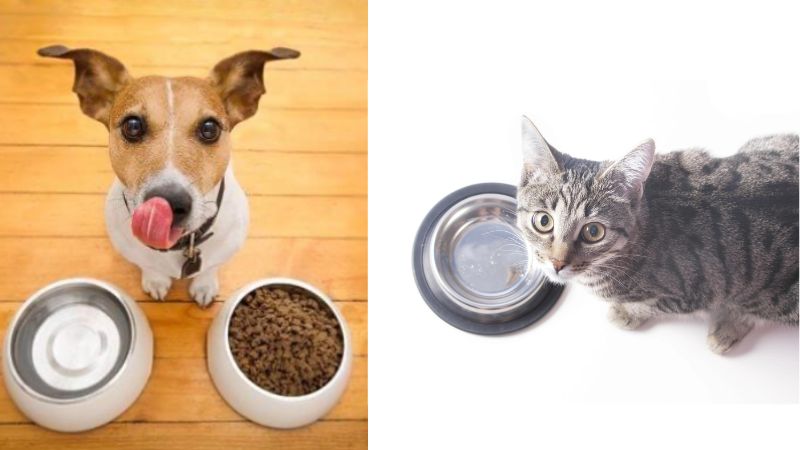 gamelle chien chat lavage quotidien