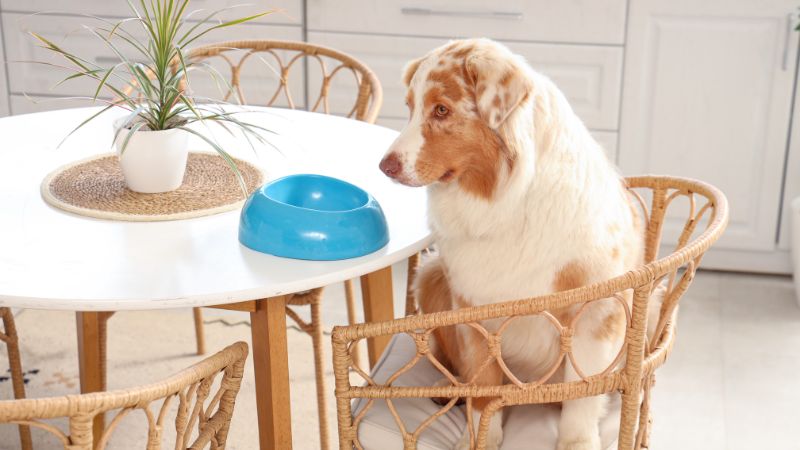 chien qui réclame après manger