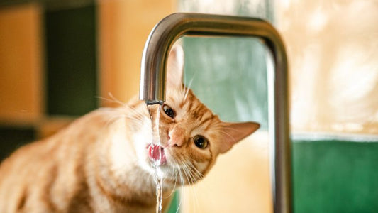 Hydratation du chat : un pilier de la santé urinaire