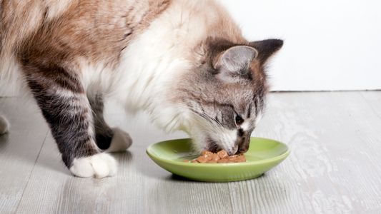 3 astuces pour stimuler l’appétit d’un chat âgé