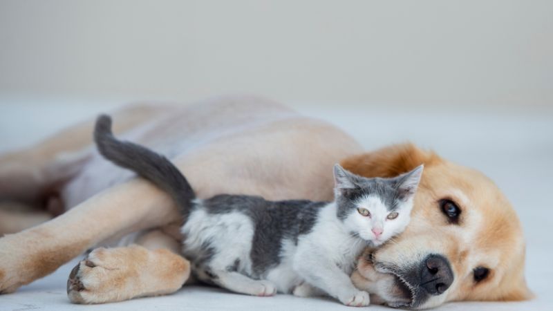 Chien et chat allongés à l’ombre près d’une gamelle d’eau fraîche pendant une journée d’été chaude, illustrant l’importance de l’hydratation et de la prévention contre la chaleur