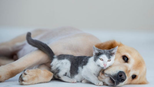 Chien et chat allongés à l’ombre près d’une gamelle d’eau fraîche pendant une journée d’été chaude, illustrant l’importance de l’hydratation et de la prévention contre la chaleur