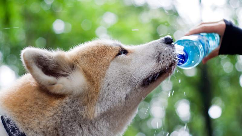 Gamelle de croquettes pour chien accompagnée d’un bol d’eau fraîche, illustrant l’importance de choisir une eau adaptée pour une bonne hydratation.