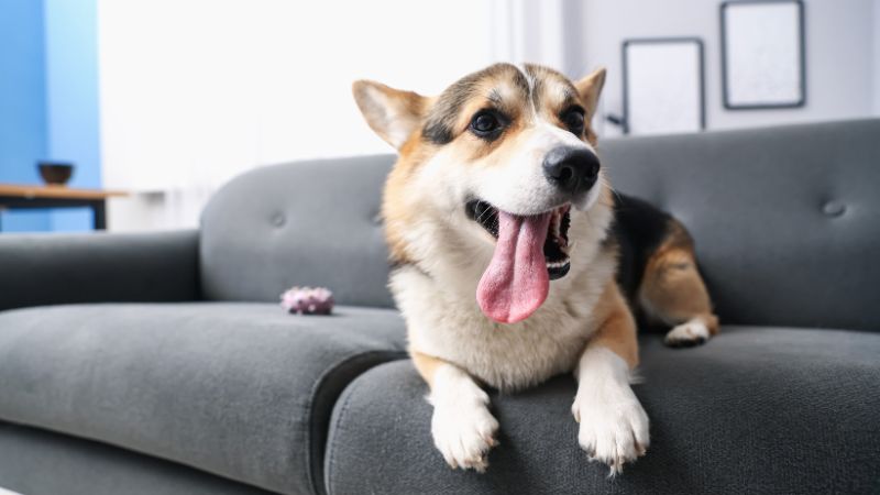 Chien en surpoids : comprendre avant d’agir