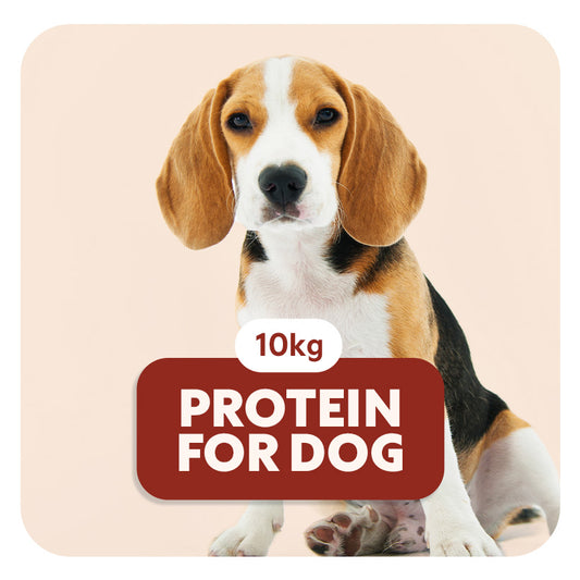 PROTEIN formula for DOG - Croquettes pour chiens de moyenne et maxi taille - 10 Kg - Pet's Planet